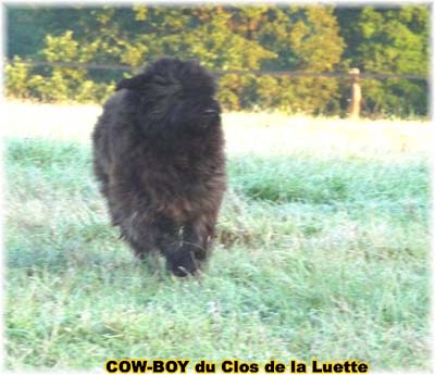 le bouvier des flandres et le cheval - Elevage du CLOS DE LA LUETTE - COPYRIGHT DEPOSE